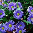 Брахикома Blue