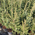 Можжевельник Silver Surprise