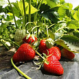 Земляника садовая Золушка