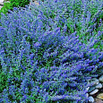 Котовник Фассена Light blue Котовник Фассена Light blue