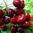 Вишня обыкновенная Эффектная (Дюк)