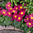 Примула высокая Крещендо Беллароза