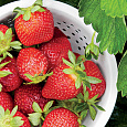 Земляника садовая Сонсейшн Земляника садовая Сонсейшн