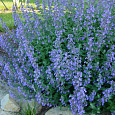 Котовник Фассена Light blue Котовник Фассена Light blue