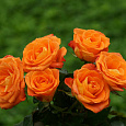 Роза флорибунда Ориндж Пассион