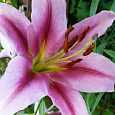 Лилия ОТ-гибрид Пепл Кинг