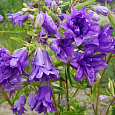 Колокольчик (Кампанула) крапиволистный Bernice