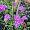 Армерия Ложноармерия Ballerina Purple Rose