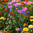 Смесь высоких однолетников Цветочная фантазия