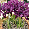 Ирис Сетчатый Purple Gem Ирис Сетчатый Purple Gem