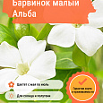 Барвинок малый Альба