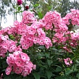 Флокс Метельчатый Аня Гаганова