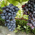 Виноград плодовый Кишмиш Юпитер
