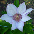 Клематис крупноцветковый Нина