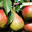 Груша плодовая Гера