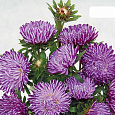 Астра китайская Ribbon Blue