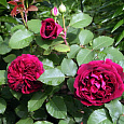Шток-роза Блекберри Шток-роза Блекберри