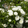 Роза флорибунда Сноу Вайт Роза флорибунда Сноу Вайт