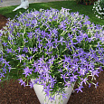 Лаурентия гиридная Avangard Blue