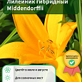 Лилейник гибридный Middendorffii Лилейник гибридный Middendorffii