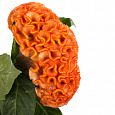 Целозия гребенчатая Армор Оранж