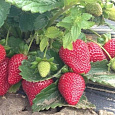 Земляника садовая Монтерей