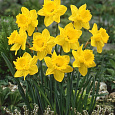 Нарцисс Карлик Dutch Master