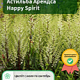 Астильба Арендса Happy Spirit