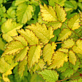 Астильба китайская Color Flash Lime