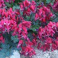 Дицентра (разбитое сердце) исключительная Burning Hearts