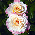 Роза Чайно-гибридная Aquarell Роза Чайно-гибридная Aquarell