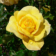 Роза чайно-гибридная Голд Глоу