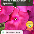 Флокс Метельчатый Травиата