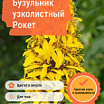 Бузульник узколистный Рокет