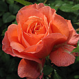 Роза чайно-гибридная Амбассадор Роза чайно-гибридная Амбассадор