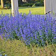 Котовник Фассена Light blue Котовник Фассена Light blue