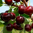 Вишня обыкновенная Октава