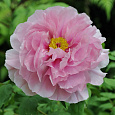 Пион древовидный Розовый Король