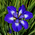 Ирис сибирский Ай си Старз Ирис сибирский Ай си Старз