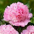 Пион травянистый Энджел Чикс Пион травянистый Энджел Чикс