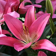 Лилия Pink Gouda Лилия Pink Gouda